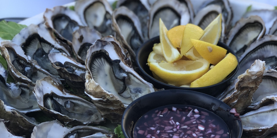 oyster tasting campsite by the sea near la rochelle