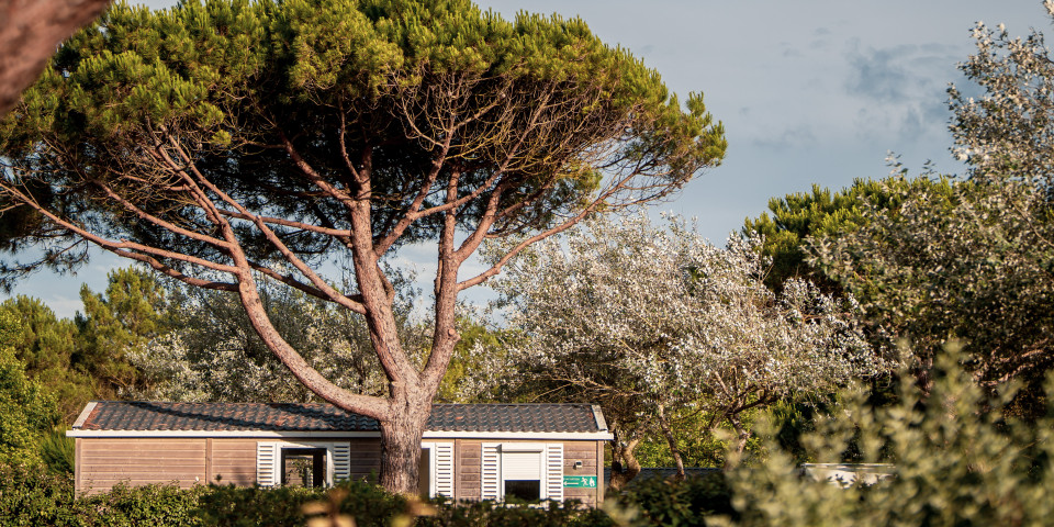 mobile home rental under the pines near the beach on the island of Ré